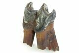 Fossil Woolly Rhino (Coelodonta) Tooth - Siberia #350934-1